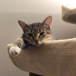 cntftfirewfire's Avatar