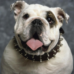 Bulldog285's Avatar
