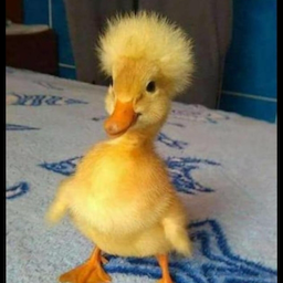 Duck.IT's Avatar