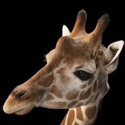 Heydownhey.'s Avatar