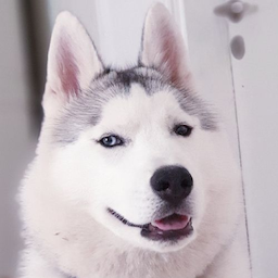 Lerppakulli's Avatar