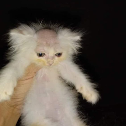 crucifysnow's Avatar
