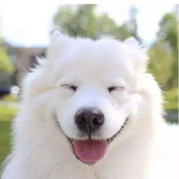 shourr's Avatar