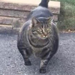 BeausPubicHair's Avatar