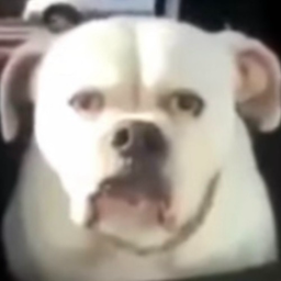 TOCINO_'s Avatar