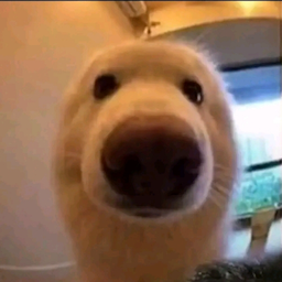 subbypuppyboy's Avatar