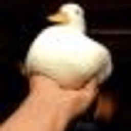 p0ppop's Avatar
