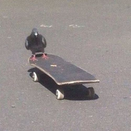 CookREE's Avatar