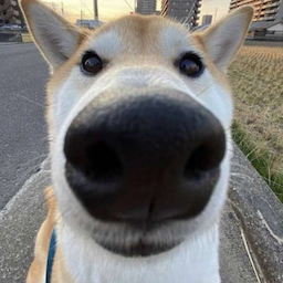 Ybok's Avatar