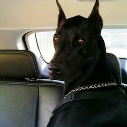 nazorovac's Avatar