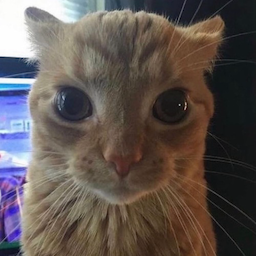 FluffySheep101's Avatar