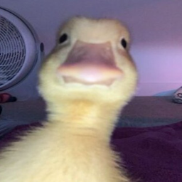 Andreyzinho.'s Avatar