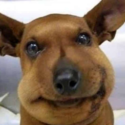 GIRLSDISLIKEME's Avatar