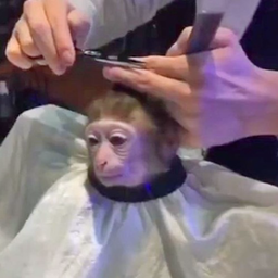 Bababoi_1's Avatar