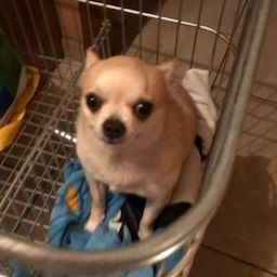 ChinoDEMON's Avatar