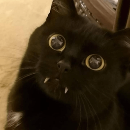 Paws's Avatar