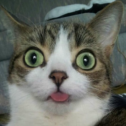 TostinhaGostosa's Avatar