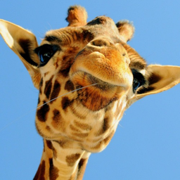 Giraffe.Force's Avatar