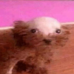 choochoopoohpoo's Avatar