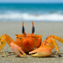 Crabe.'s Avatar