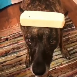 Butter_Dog's Avatar