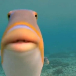 TheFish..'s Avatar