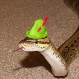 Snekkles-.'s Avatar