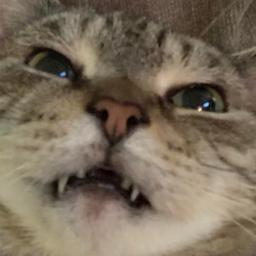 Muffin-Puffin's Avatar