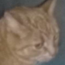 zzL__'s Avatar