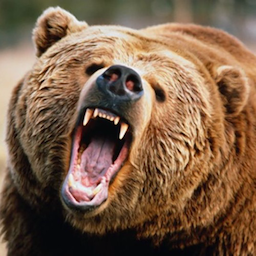 xixBear's Avatar