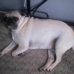 Pug40k's Avatar