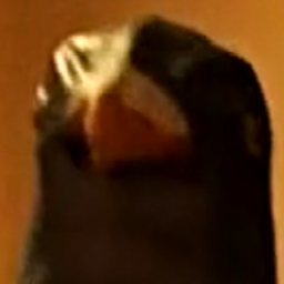 ElPigeon.G3's Avatar