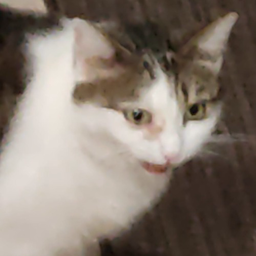 neet.maxxing's Avatar