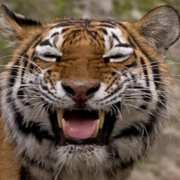 TIGR-_-'s Avatar