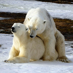 poIarbear.'s Avatar