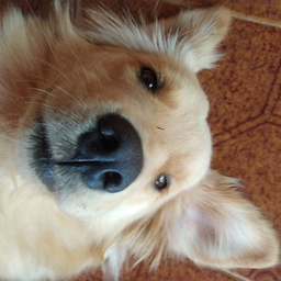 TravaChip.01's Avatar
