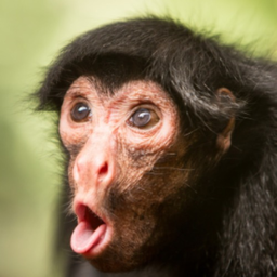 SprMonkey's Avatar