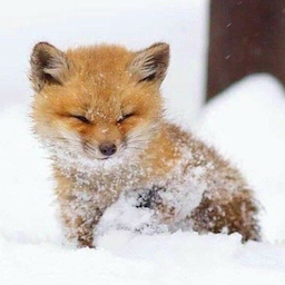 IDontLikeFox's Avatar