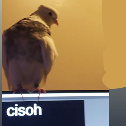 cisoh.DK's Avatar