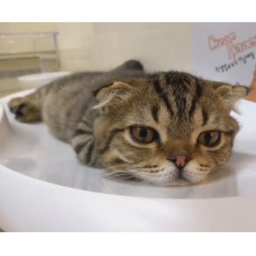 lily.cats's Avatar