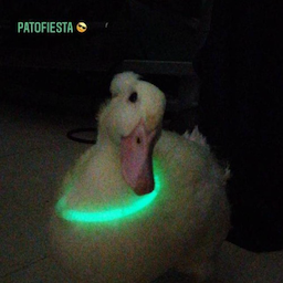 Pato.AXO's Avatar
