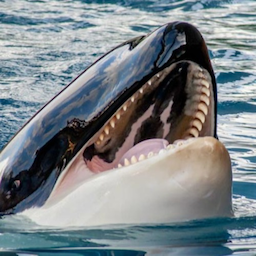 KillerWhale706's Avatar