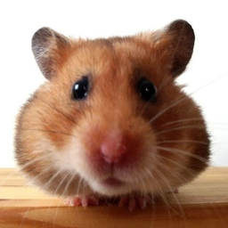 TightHamster42O's Avatar