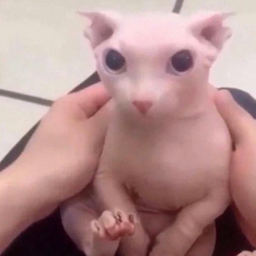 OctoberBingus's Avatar