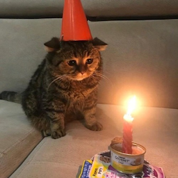 SereneFoofy's Avatar