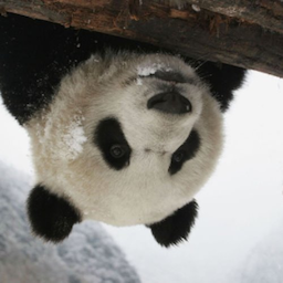 grzxpanda's Avatar