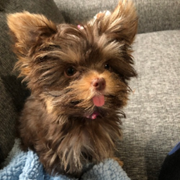 Heckin_Good_Boy's Avatar