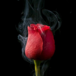 Mr.DeaDFloWer.'s Avatar