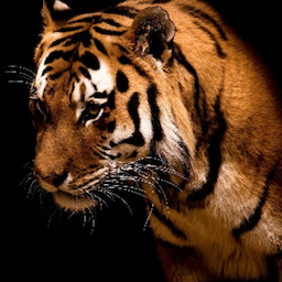 JWG.'s Avatar