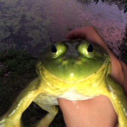 Babacci_'s Avatar